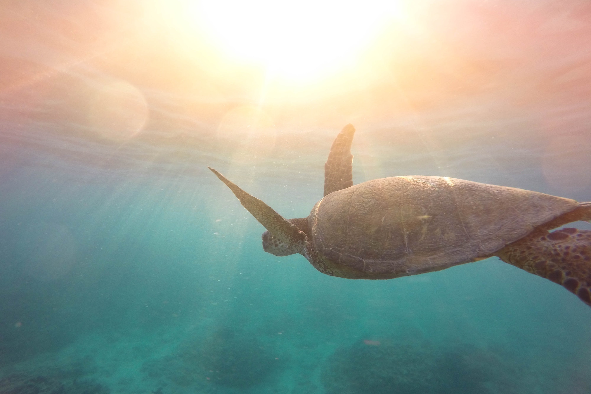 The Sea Explorer Tour image 2