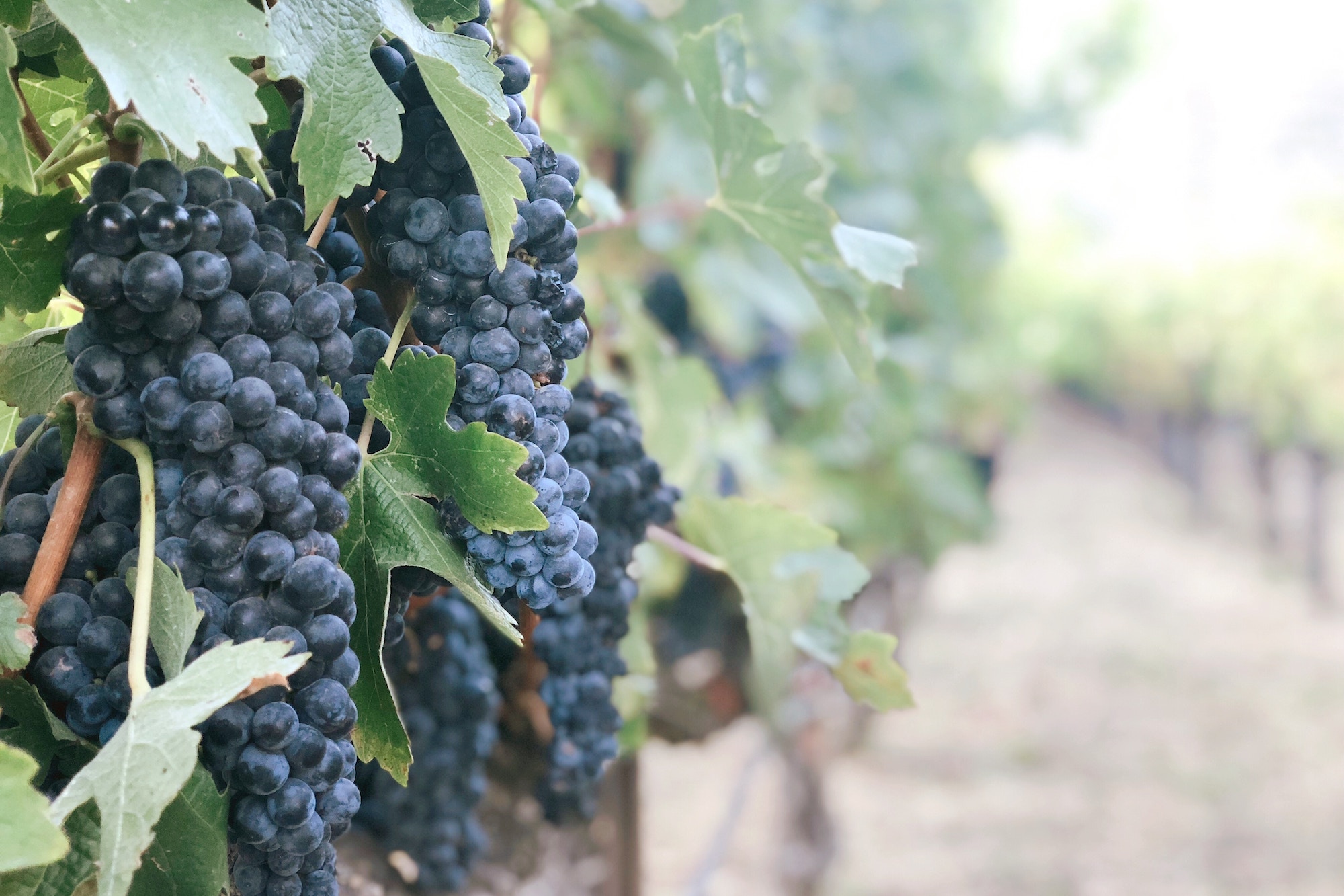 The Wine Taster Tour image 1